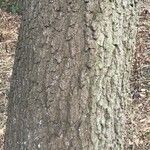 Quercus arkansana Bark
