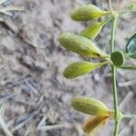 Zygophyllum fabago Fruit