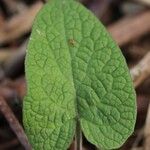 Arctium nemorosum Hoja