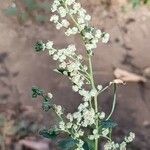 Chenopodium album Flor