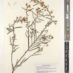 Chamaecrista katangensis Sonstige