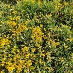 Genista desoleana Blomst