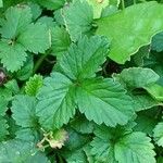 Potentilla indica Blatt