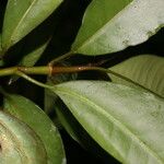 Chrysochlamys glauca Hoja