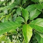 Terminalia superba Hoja