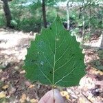 Populus grandidentata Folha