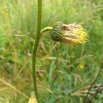 Cirsium erisithales Leaf