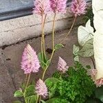 Ptilotus extenuatus Flor