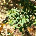 Adenocarpus complicatus Leaf