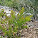 Comandra umbellata Habit