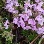Thymus caespititius Flor