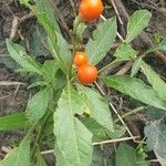 Solanum pseudocapsicumFrukto