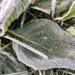 Verbascum boerhavii Blatt