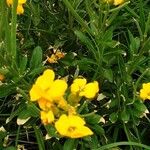 Erysimum × cheiri Floare