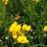 Erysimum × cheiri Květ