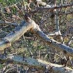 Commiphora madagascariensis Natur