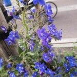 Anchusa azureaFlor