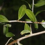 Sideroxylon obtusifolium Leaf