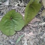 Dioscorea villosa পাতা