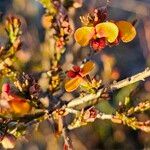 Dillwynia floribunda Flor