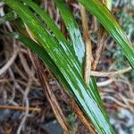 Iris unguicularis 葉