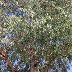 Eucalyptus camaldulensis Hábito