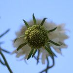 Scabiosa africana Lorea