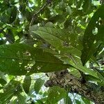 Cestrum schlechtendalii Blad