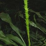 Pitcairnia atrorubens Otro