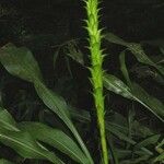 Pitcairnia atrorubens Іншае