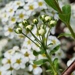 Spiraea hypericifolia Blüte