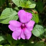 Impatiens flaccidaКветка