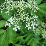 Sambucus canadensisКветка