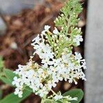 Buddleja albifloraപുഷ്പം