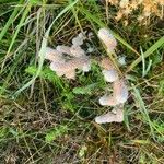 Trifolium arvense Fula