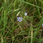 Sisyrinchium langloisii 花