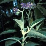 Solanum auriculatum