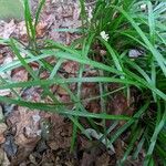 Liriope spicata Leaf