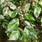 Hibiscus rosa-sinensis Φύλλο