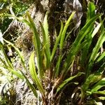 Elaphoglossum aubertii Habit