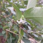 Lonicera fragrantissimaFlower