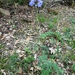 Scabiosa cinerea Характер