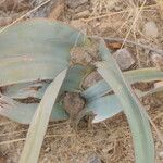 Welwitschia mirabilis Blatt
