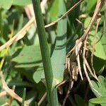 Poa cenisia Bark