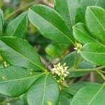 Zanthoxylum asiaticum फूल
