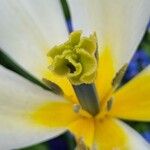 Tulipa clusiana പുഷ്പം