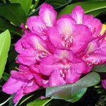 Rhododendron catawbiense Цвят