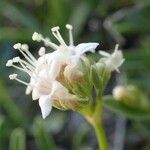 Valeriana saliunca Flower