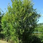 Salix aurita Pokrój