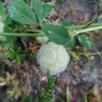 Trifolium tomentosum Fruto